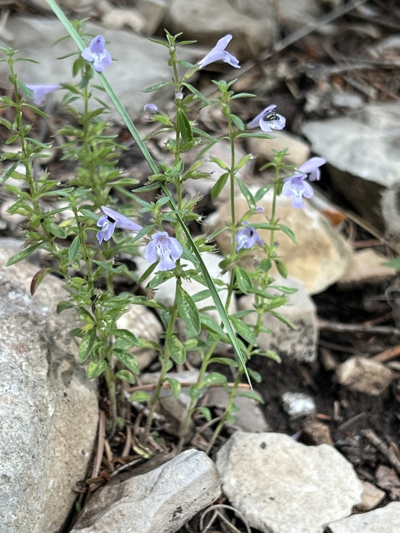 White Mountain False Pennyroyal photo 5