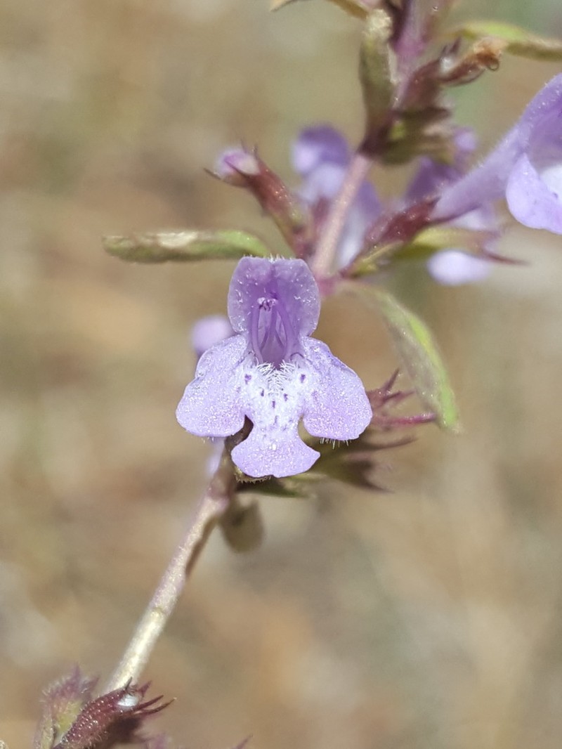 White Mountain False Pennyroyal photo 6