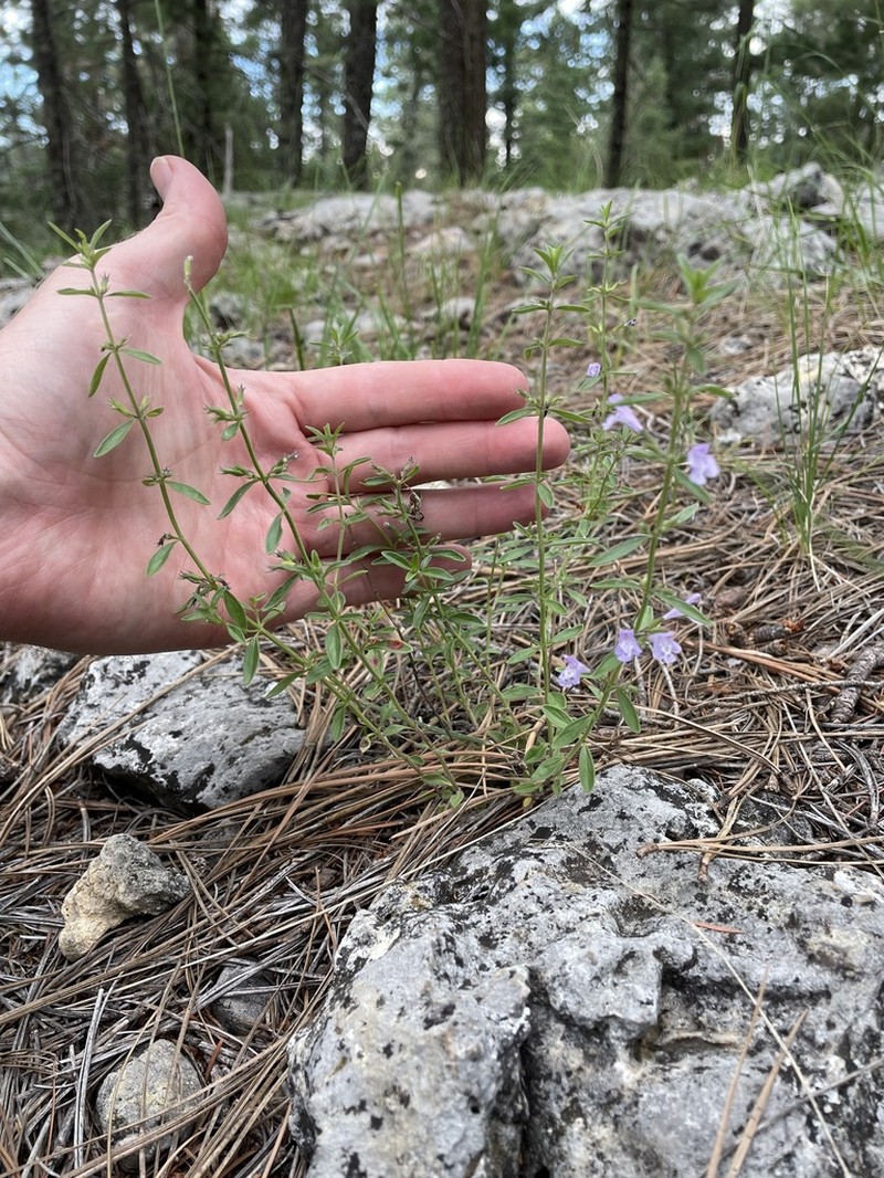 White Mountain False Pennyroyal photo 7