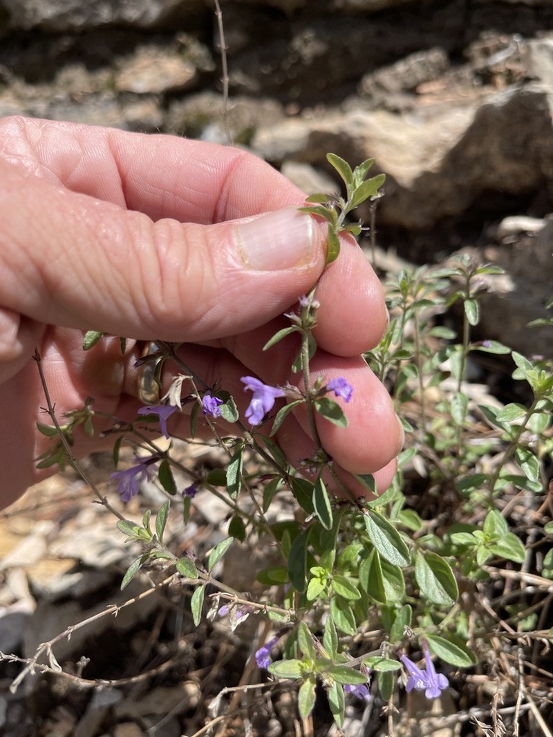 White Mountain False Pennyroyal photo 8