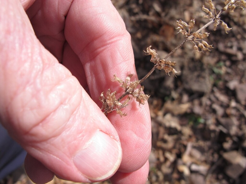 American False Pennyroyal