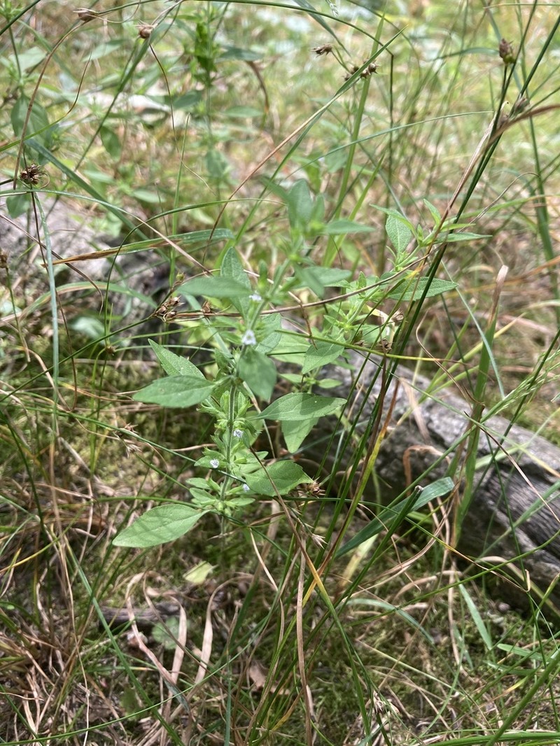 American False Pennyroyal photo 2