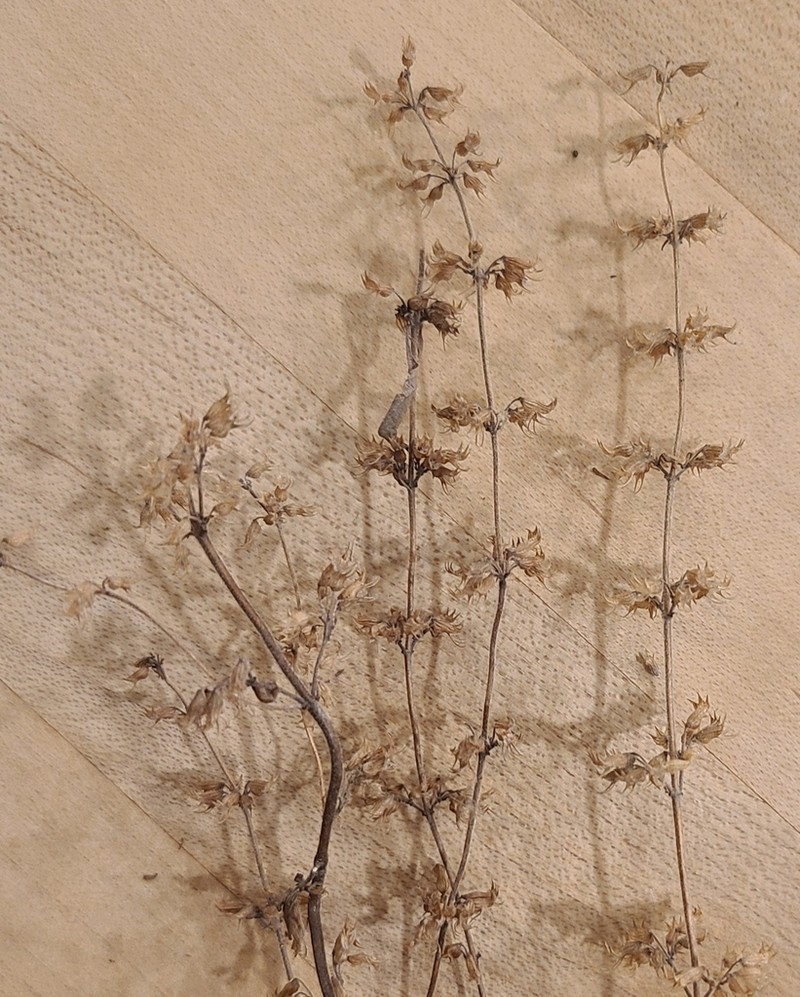 American False Pennyroyal photo 3