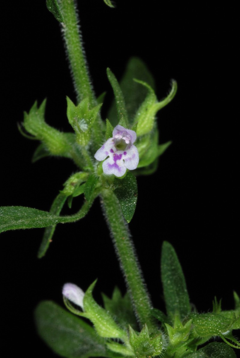 American False Pennyroyal photo 4