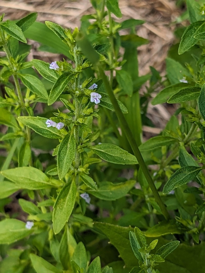 American False Pennyroyal photo 5