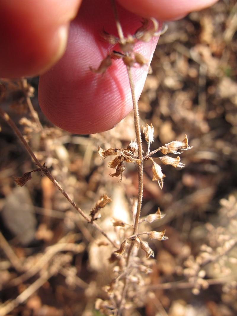 American False Pennyroyal photo 6