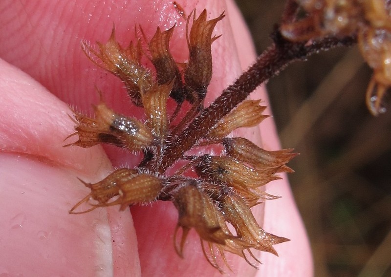 American False Pennyroyal photo 7