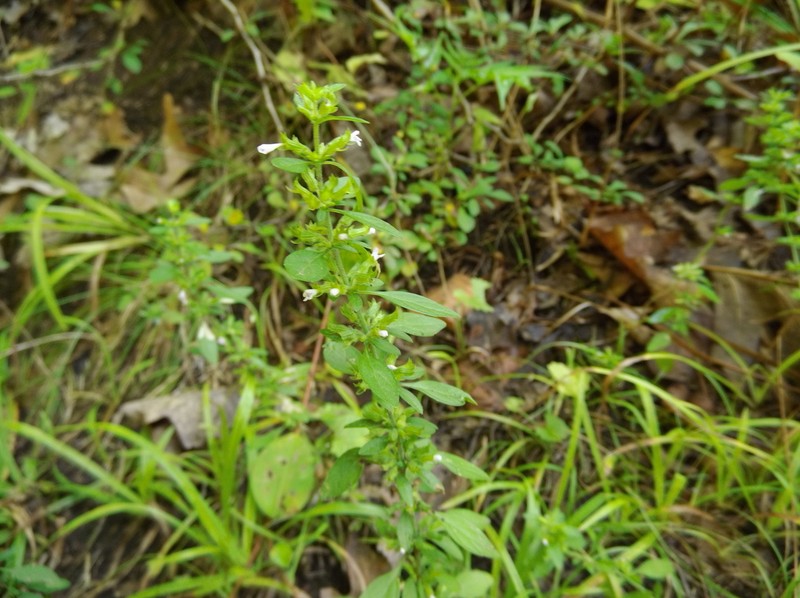 American False Pennyroyal photo 8