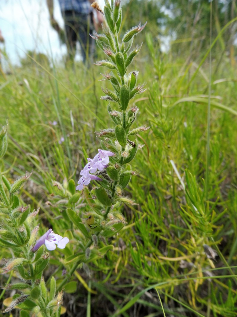 Reverchon's False Pennyroyal
