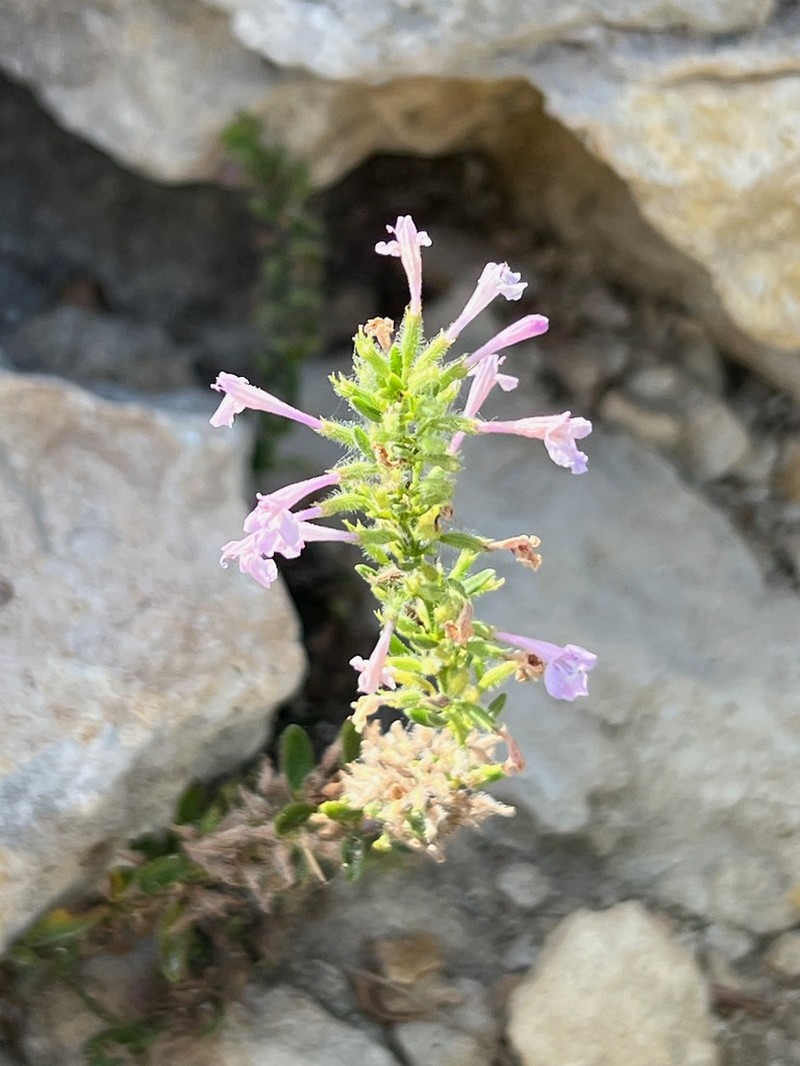 Reverchon's False Pennyroyal