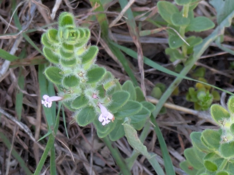 Reverchon's False Pennyroyal photo 2