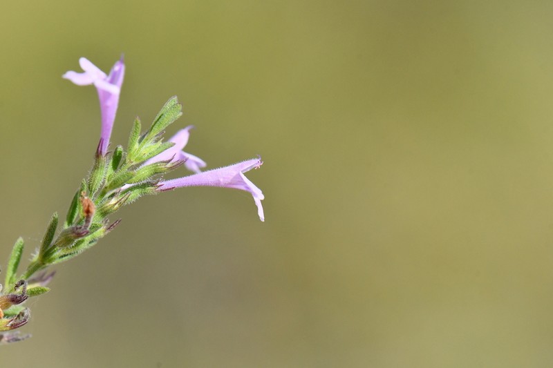 Reverchon's False Pennyroyal photo 3