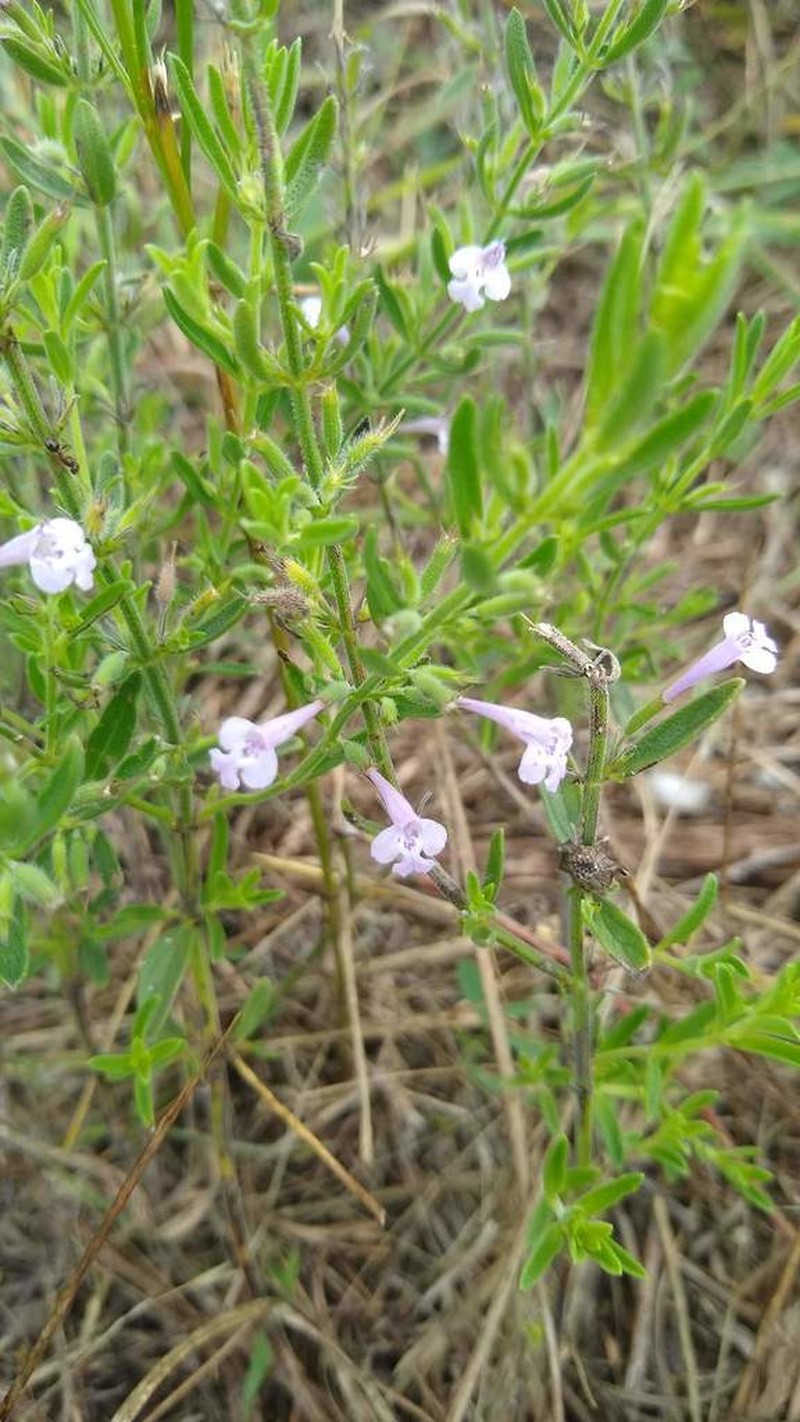 Reverchon's False Pennyroyal photo 4