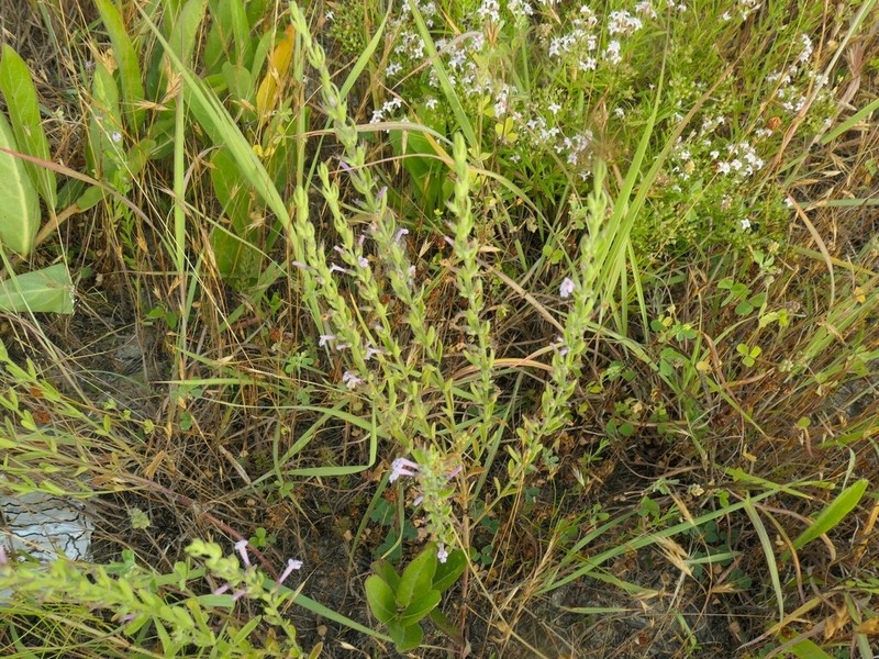Reverchon's False Pennyroyal photo 5