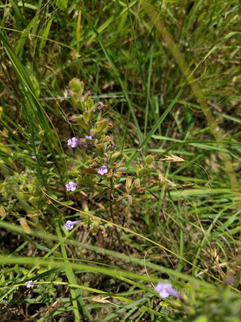 Reverchon's False Pennyroyal photo 6