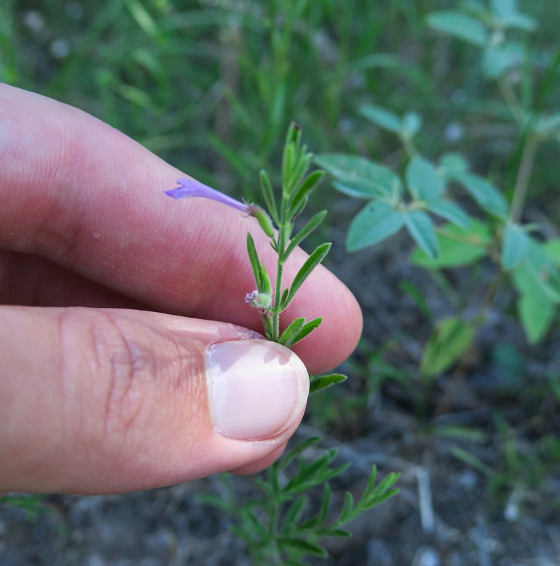 Reverchon's False Pennyroyal photo 7