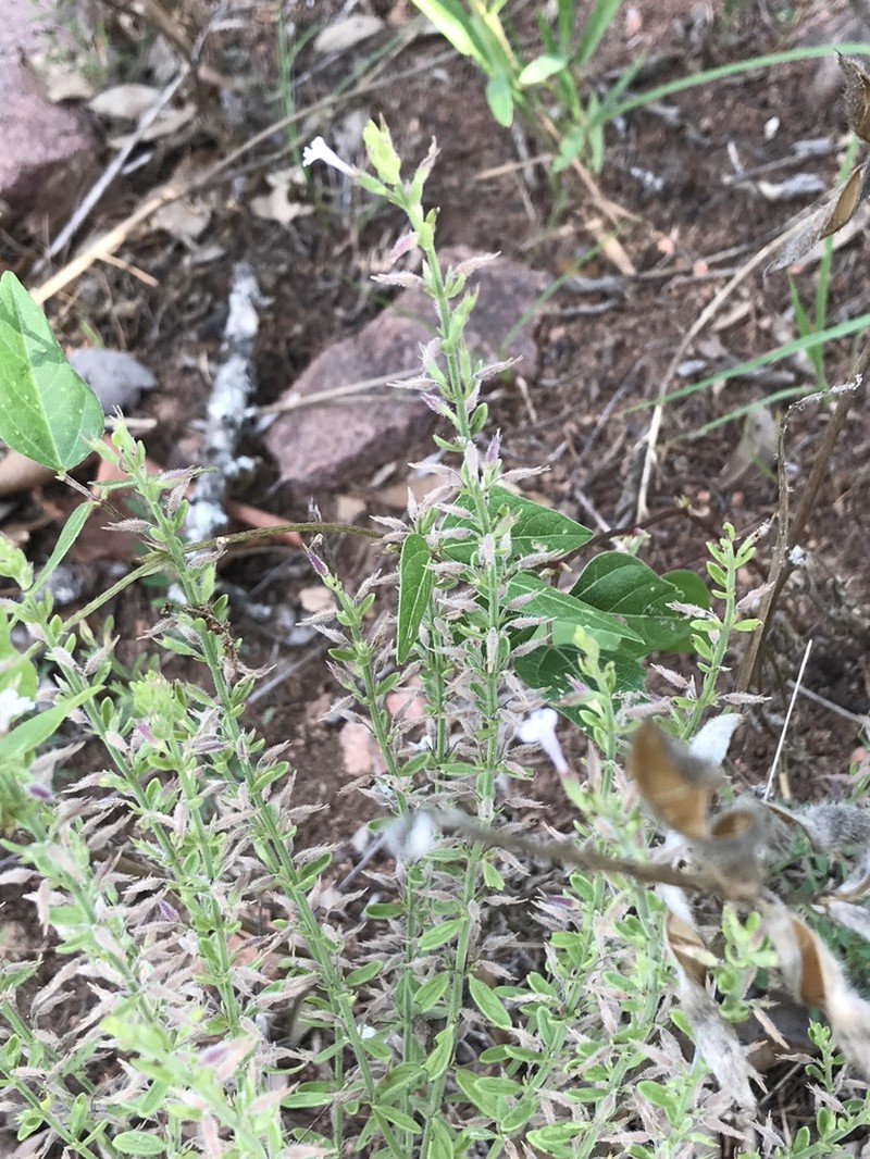 Reverchon's False Pennyroyal photo 8