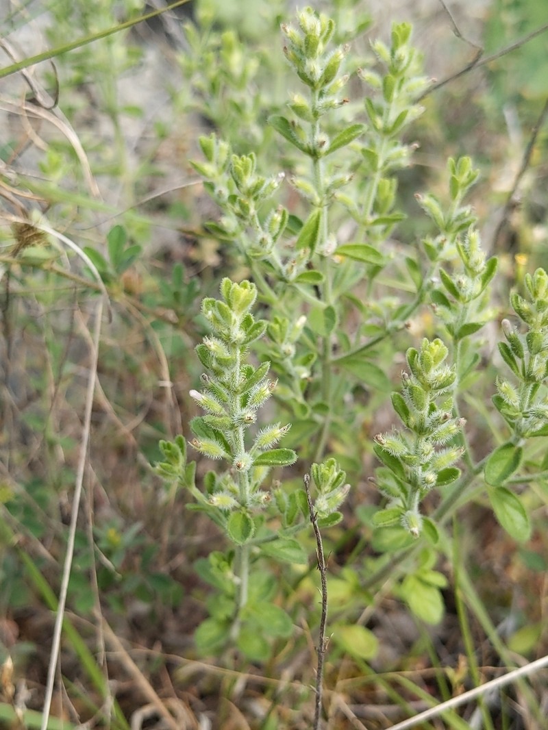 Hedeoma serpyllifolia