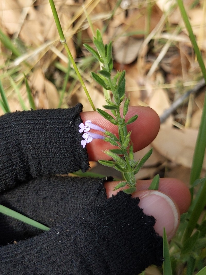Hedeoma serpyllifolia photo 2