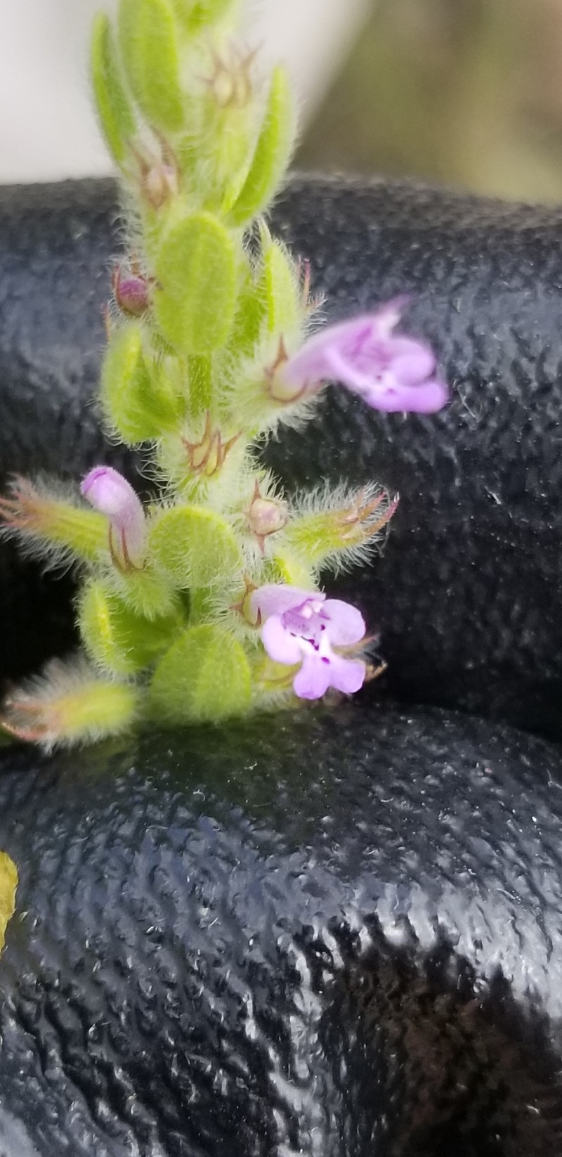 Hedeoma serpyllifolia photo 3