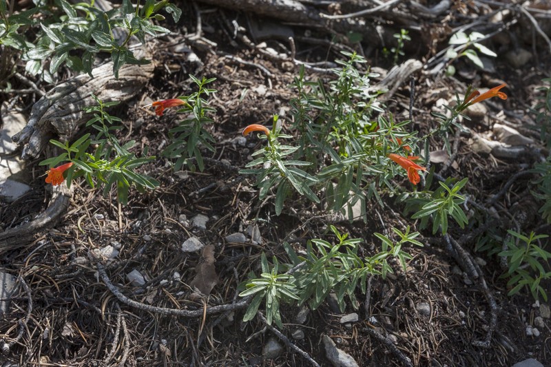 Todsen's False Pennyroyal
