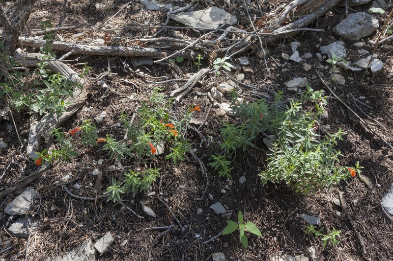 Todsen's False Pennyroyal photo 3