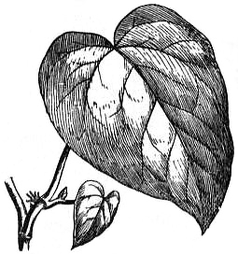 Colchis Ivy photo 5