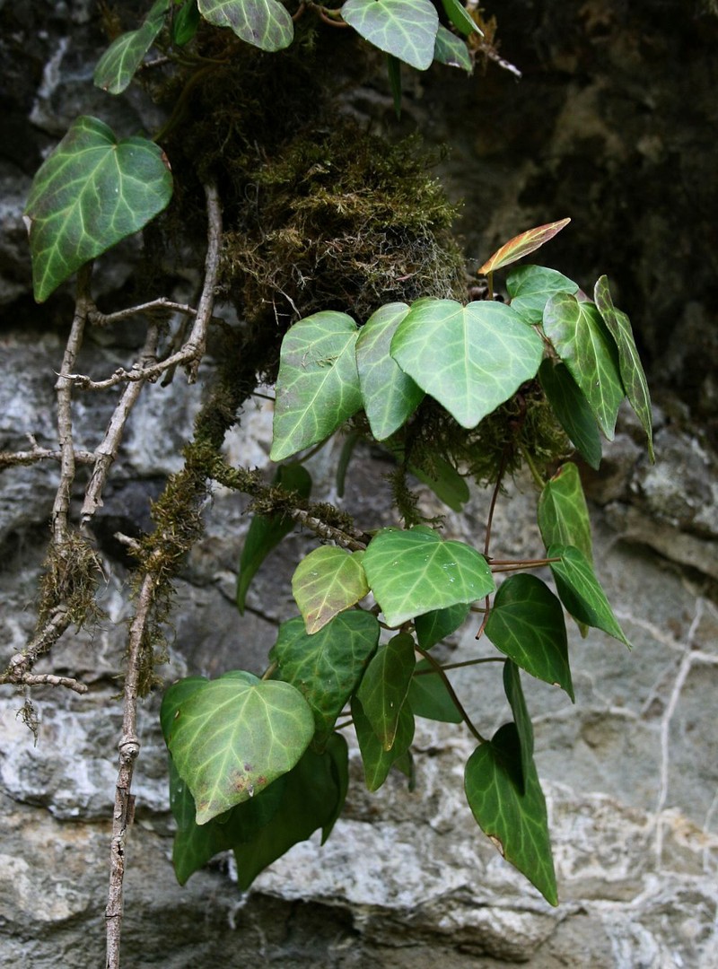 Colchis Ivy photo 6