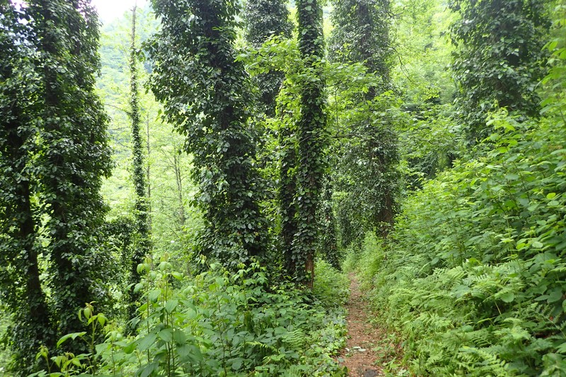 Colchis Ivy photo 2