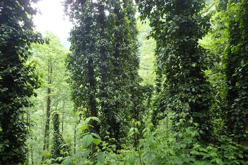 Colchis Ivy photo 3