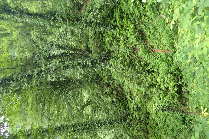 Colchis Ivy photo 4