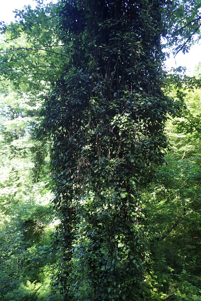 Colchis Ivy photo 7