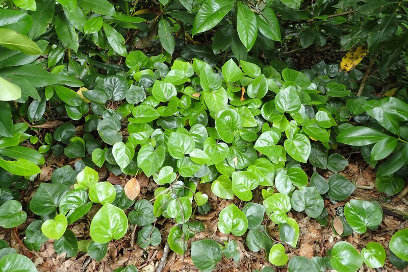 Colchis Ivy photo 8