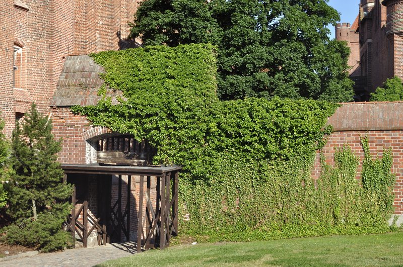 English Ivy photo 3