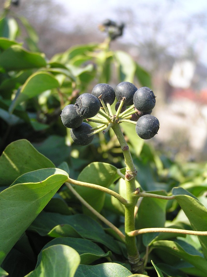 English Ivy photo 4