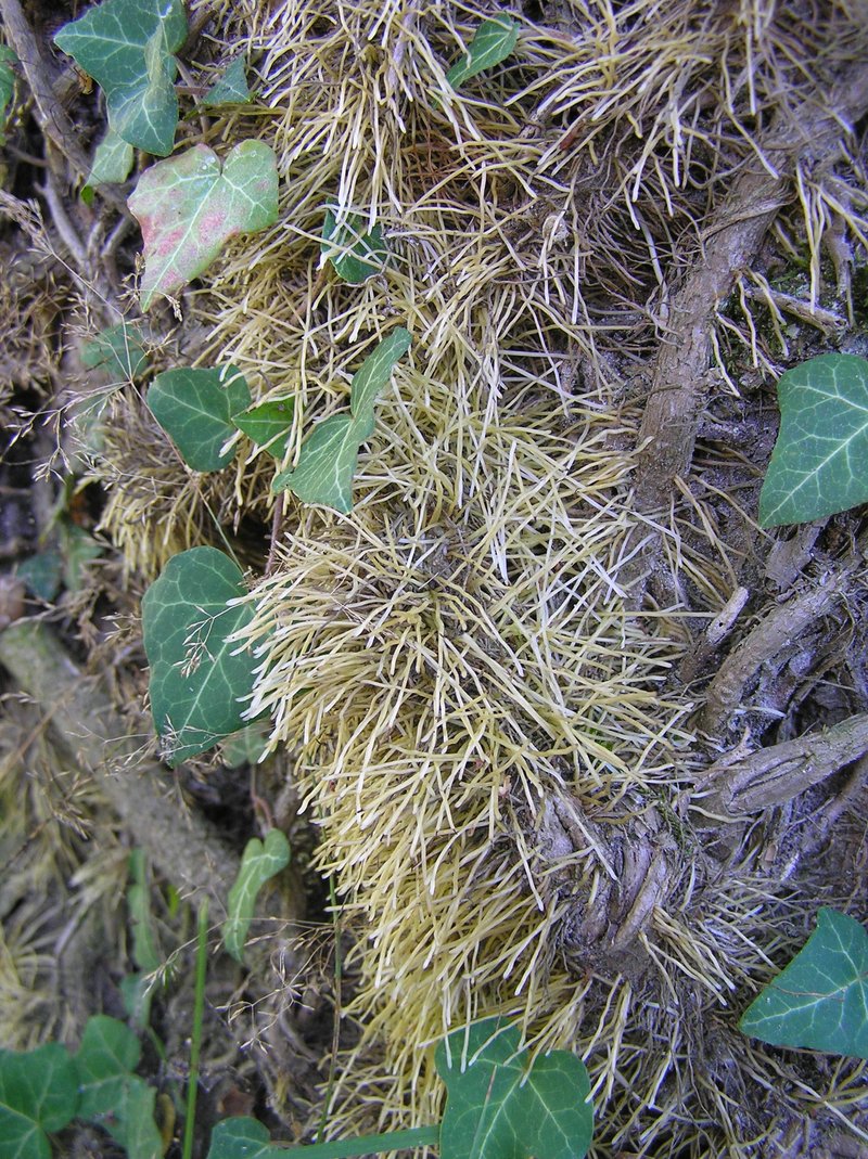 English Ivy photo 5