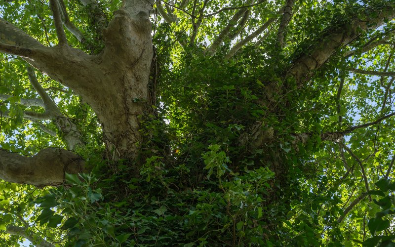 English Ivy photo 6