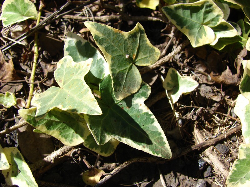 English Ivy photo 8
