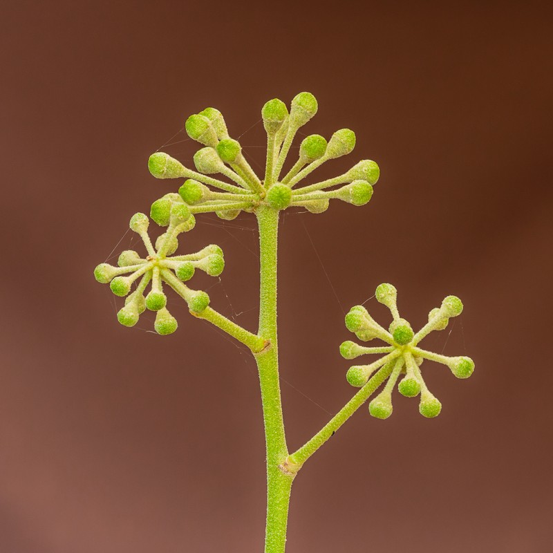 Atlantic Ivy photo 3