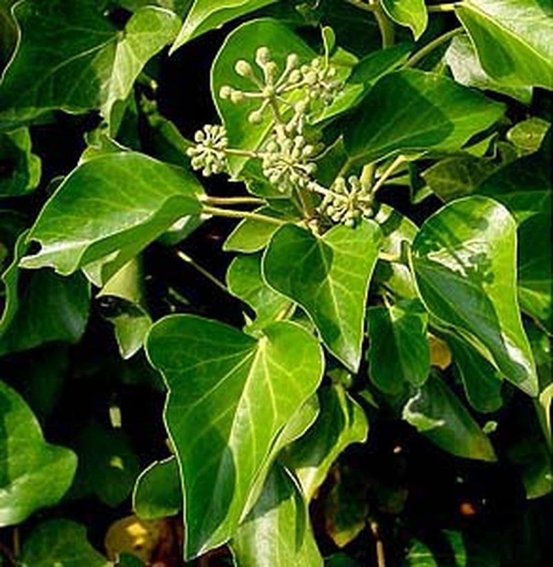 Atlantic Ivy