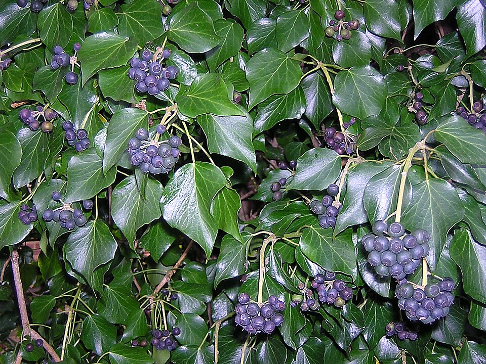 Atlantic Ivy photo 4