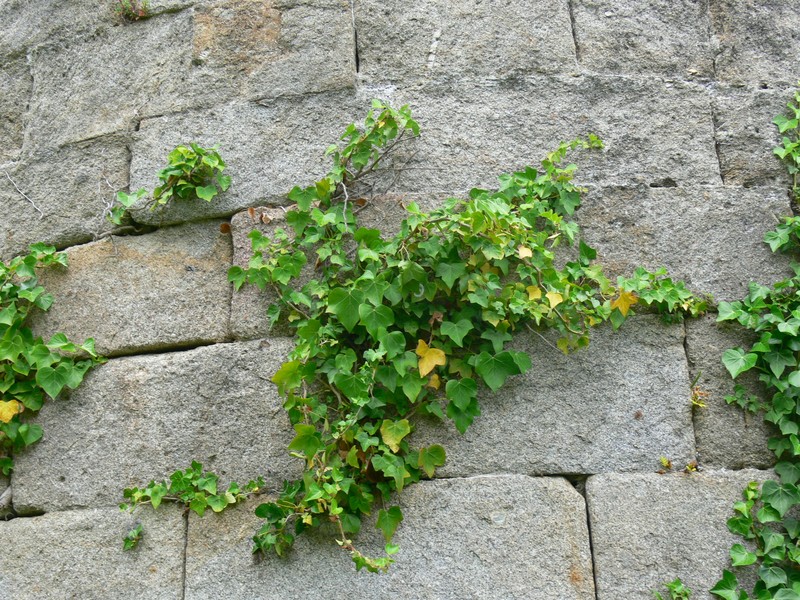 Atlantic Ivy photo 6