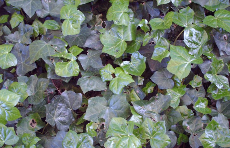 Atlantic Ivy photo 7