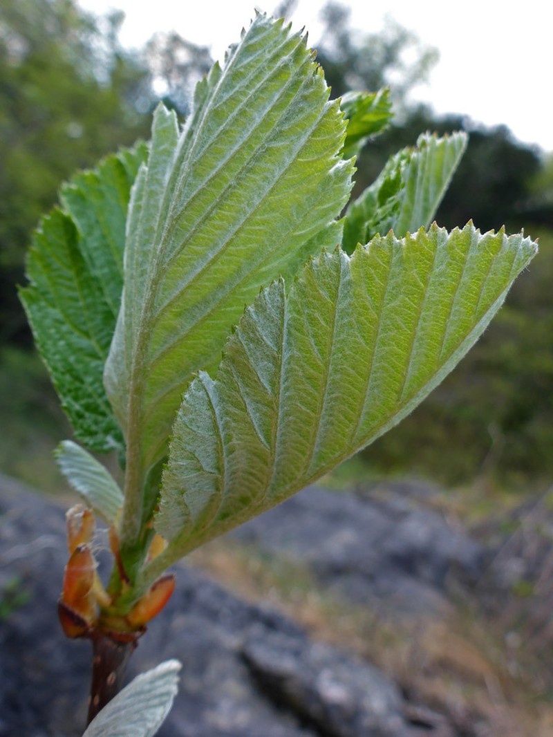 Hedlundia anglica