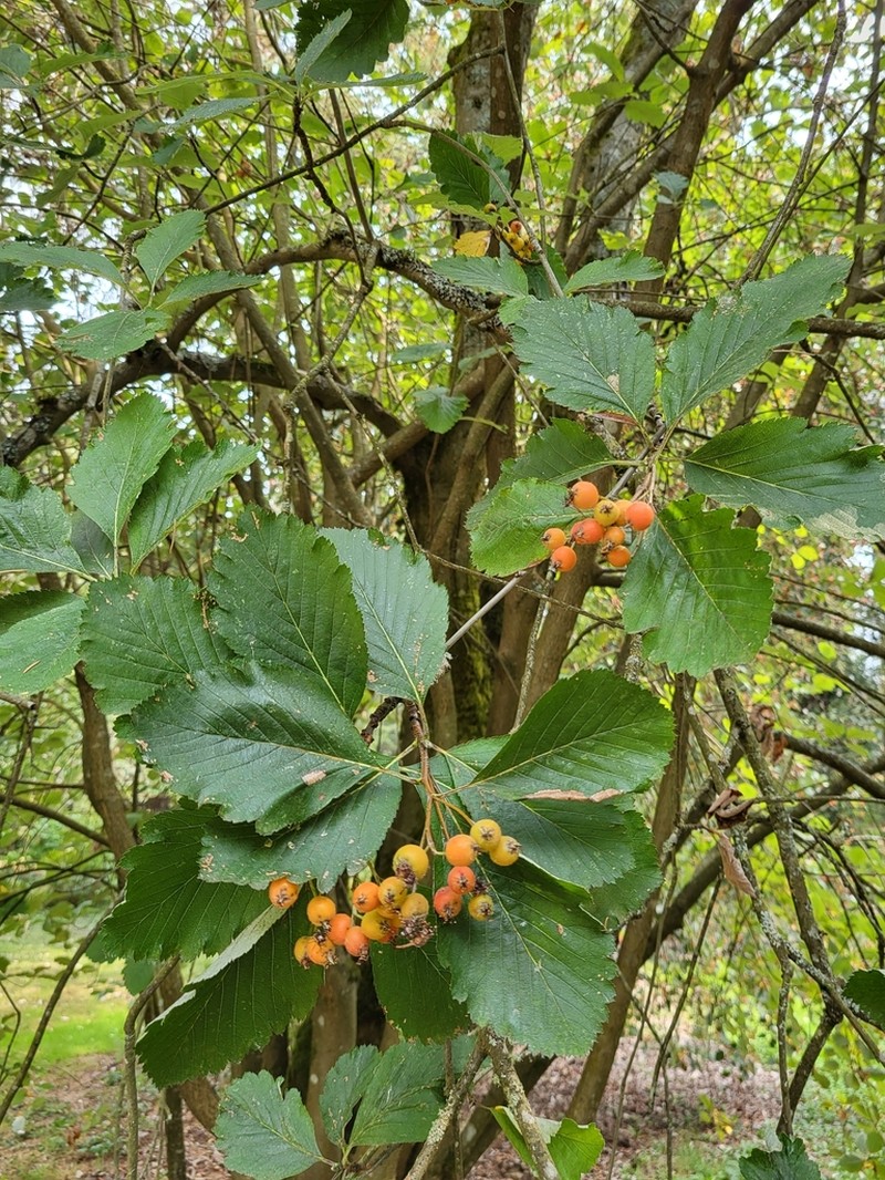 Hedlundia anglica photo 4