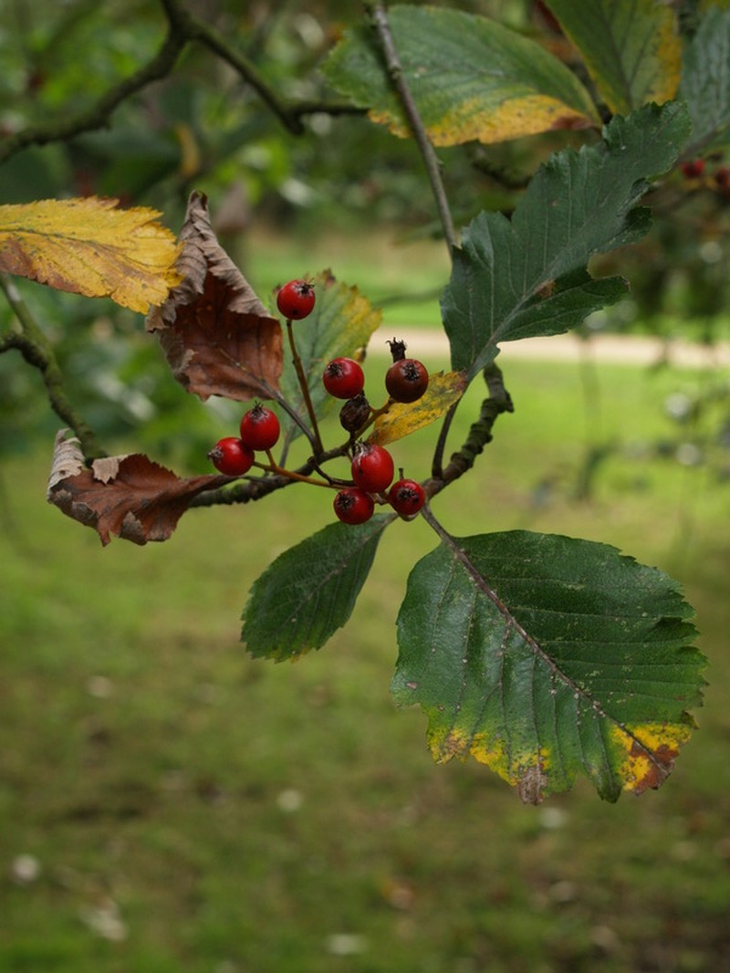 Hedlundia anglica photo 7