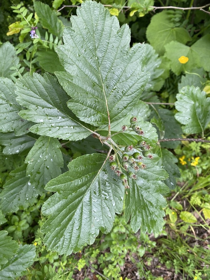 Hedlundia armeniaca