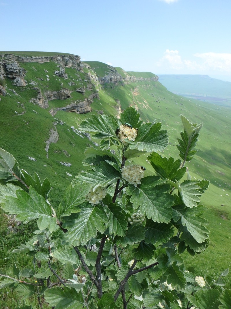 Hedlundia armeniaca photo 3