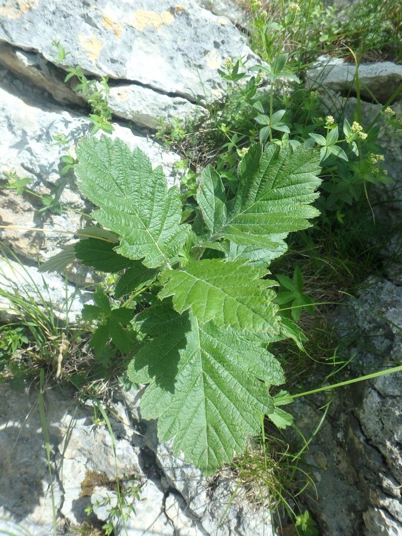 Hedlundia armeniaca photo 4