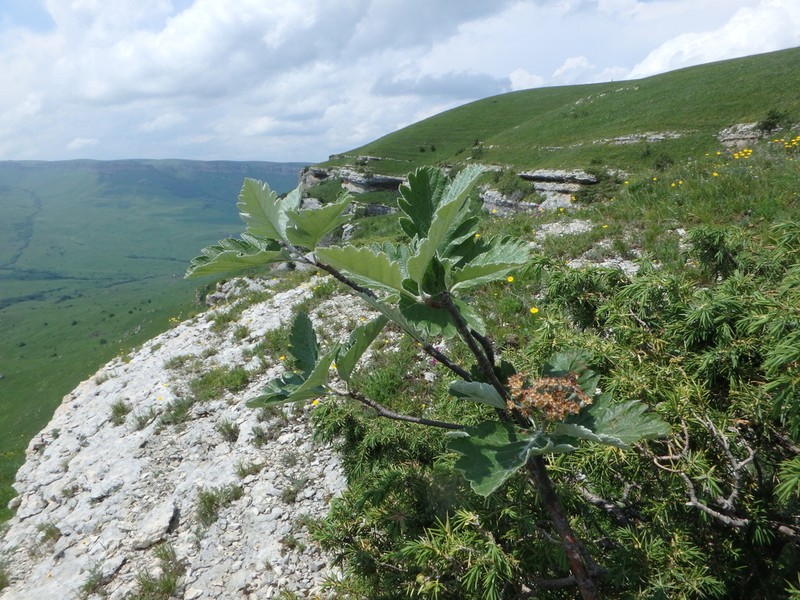 Hedlundia armeniaca photo 5